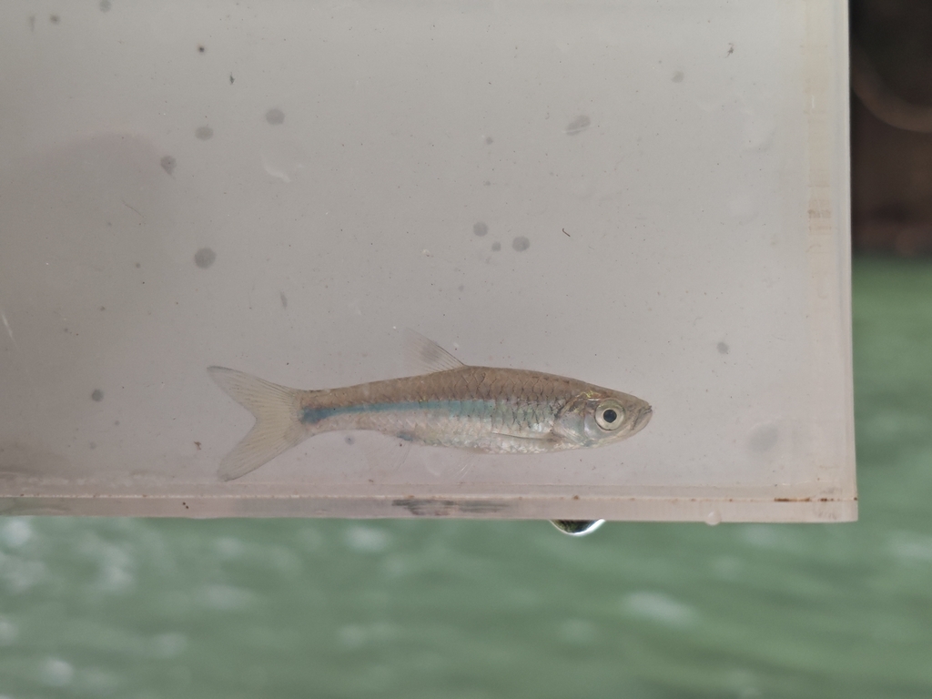 Rasbora aprotaenia (Rasbora aprotaenia)