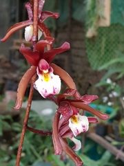Cymbidium atropurpureum