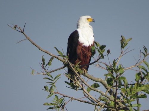 iNaturalist image