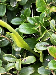author not stated, no rights reserved Pseudorchis albida, photograph author not stated, no rights reserved