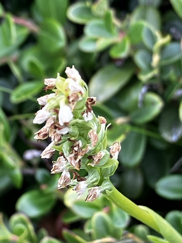 Pseudorchis albida, photograph 3