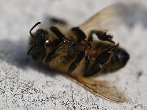 Western Honey Bee