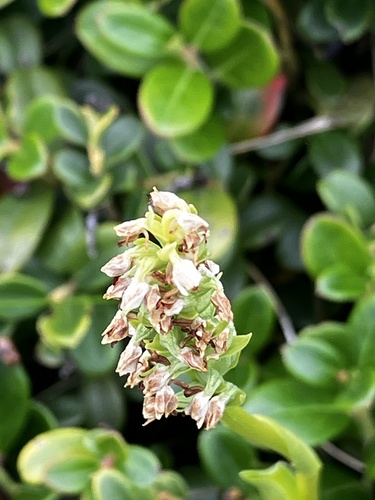 Pseudorchis albida, photograph 5
