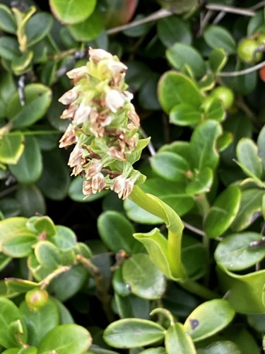 Pseudorchis albida, photograph 6