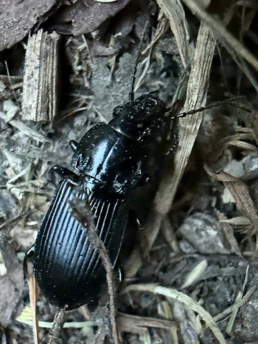 Rain Beetle