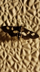 Desmia maculalis