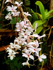 Dendrobium barbatulum
