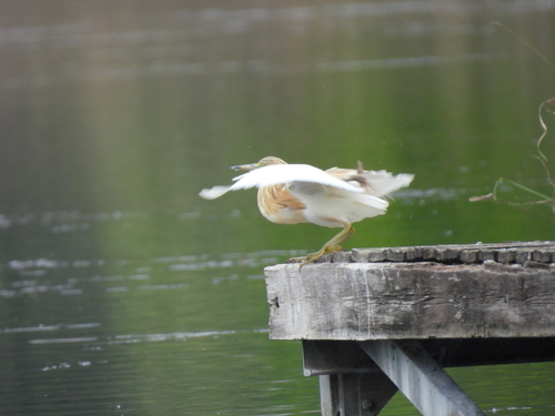 iNaturalist image