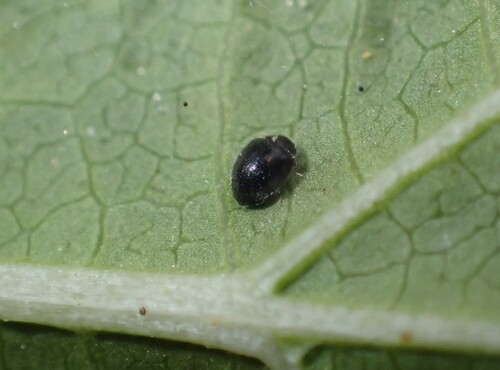Dot Ladybird