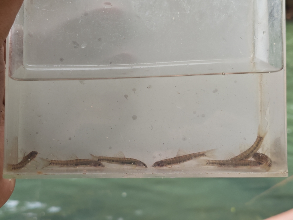 Uceng (Nemacheilus fasciatus)
