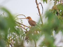 Turdus rufitorques