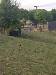 Sturnus vulgaris