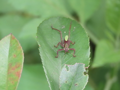 Ruidocollaris truncatolobata