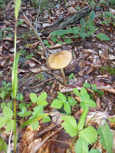 rooting shank