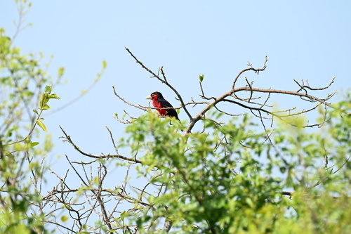 iNaturalist image