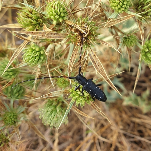 Agapanthia irrorata