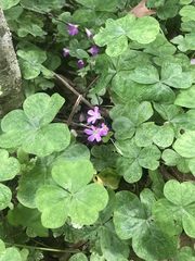 Ionoxalis
