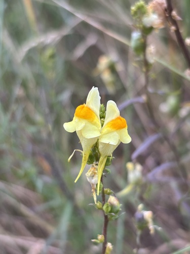 common toadflax
