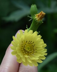 Pyrrhopappus pauciflorus