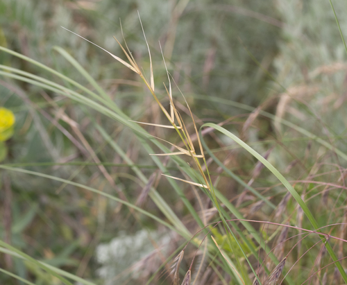 Stipa pulcherrima, 2026-06-07
