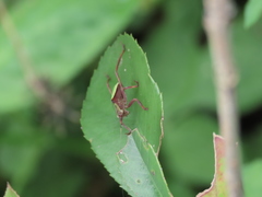 Ruidocollaris truncatolobata