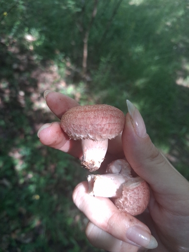 Woolly Milkcap