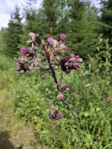 Marsh Thistle