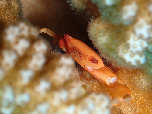 Trapezia bidentata observed 2026-07-25