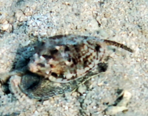Cymbiola vespertilio observed 2026-07-25