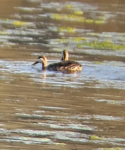 iNaturalist image