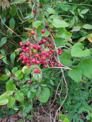 Nandina domestica
