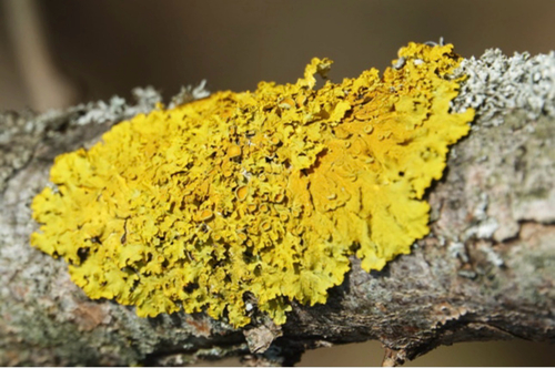 Common Sunburst Lichen