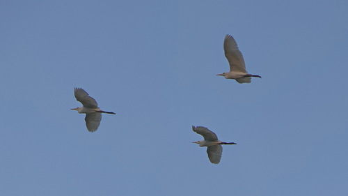 Western Cattle-Egret