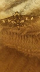 Desmia maculalis