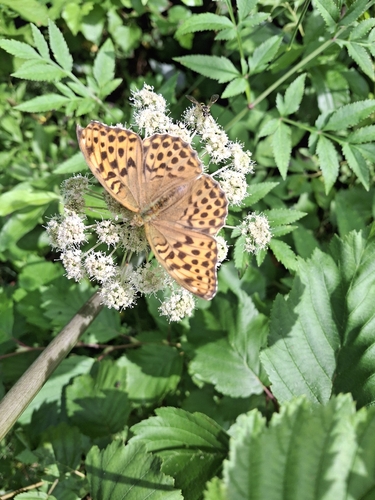 Silver-washed Fritillary