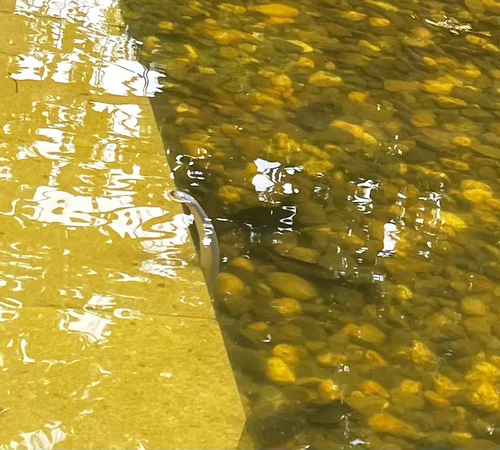 Murphy's Mud Snake