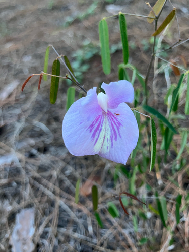 Clitoria fragrans, photograph 2