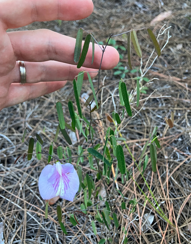 Clitoria fragrans, photograph 3