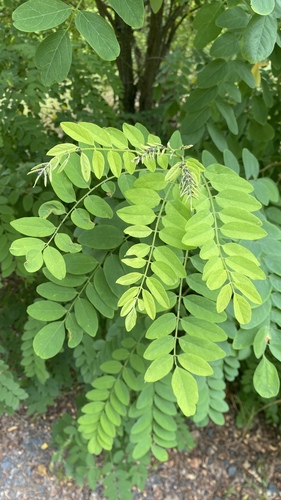 black locust