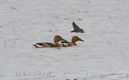 iNaturalist image