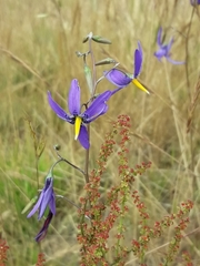 Conanthera bifolia