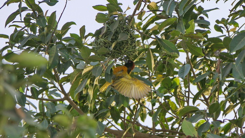 Village Weaver