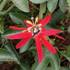 Passiflora manicata