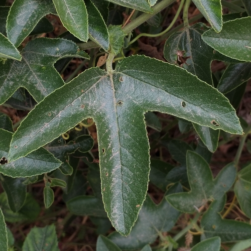 Passiflora manicata, photograph 1