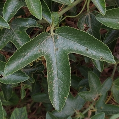 Passiflora manicata, photograph (c) Esteban Poveda, some rights reserved (CC BY)