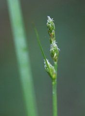 Carex laeviculmis
