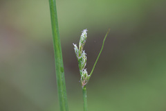 Carex laeviculmis