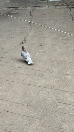 Feral Pigeon