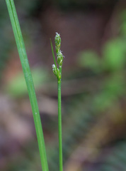 Carex laeviculmis