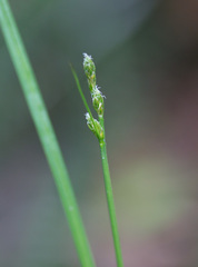 Carex laeviculmis